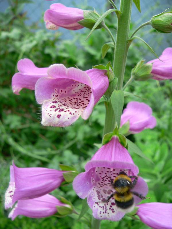 Unser Orchideenpark Bild Nr.114